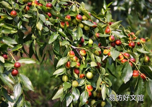 酸枣仁怎么吃?酸枣仁的功效与作用
