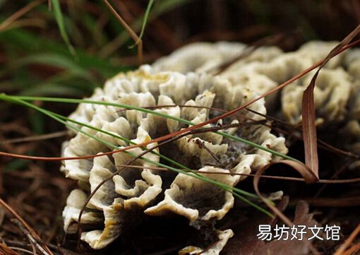 干巴菌的功效与作用-干巴菌的做法