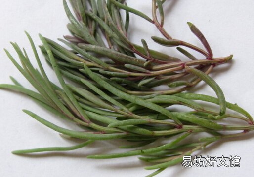 海英菜是啥?海英菜的功效与作用