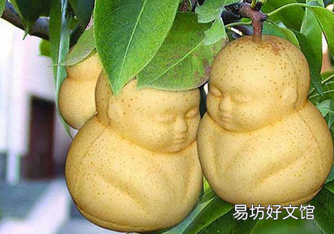 人参果的功效与作用-人参果的吃法