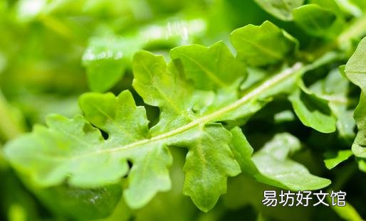 荠菜的营养价值高 荠菜的做法有哪些?