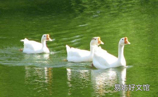 鹅有哪些营养价值
