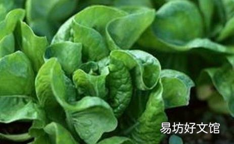 吃蔬菜3大注意事项
