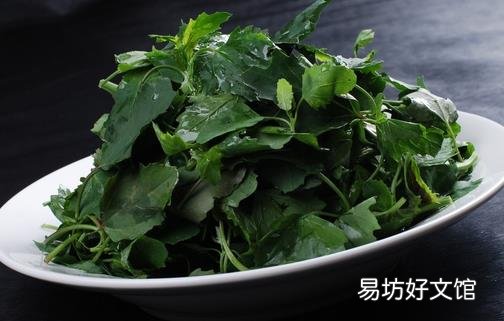 灰灰菜的功效与作用