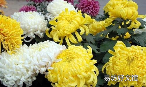 四种花类食材不同的保健功效