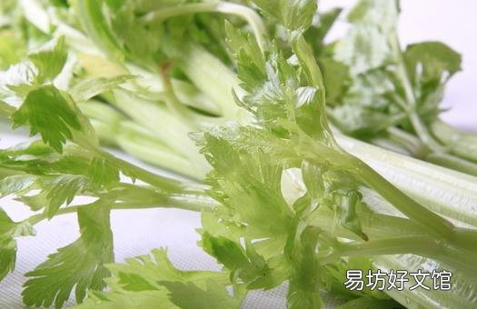 芹菜也分种类 芹菜有哪些药效?