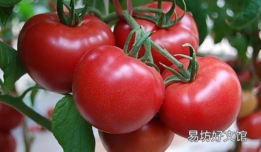 番茄的饮食方法及存储技巧