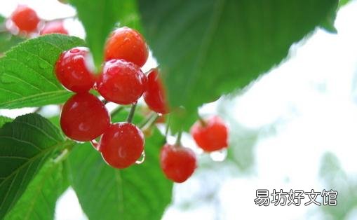 樱桃是车厘子吗?吃樱桃的好处