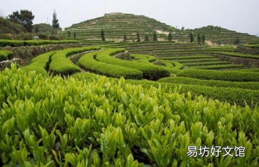 安溪茶怎么喝?安溪茶的功效
