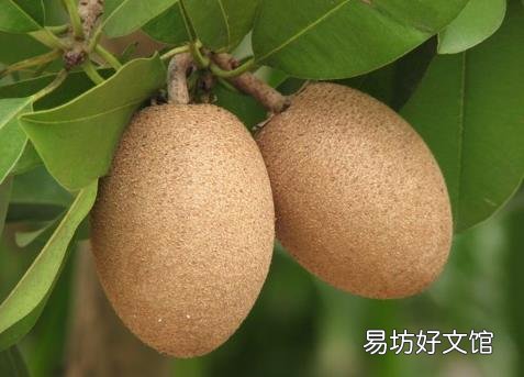 人心果怎么吃？人心果的食用禁忌