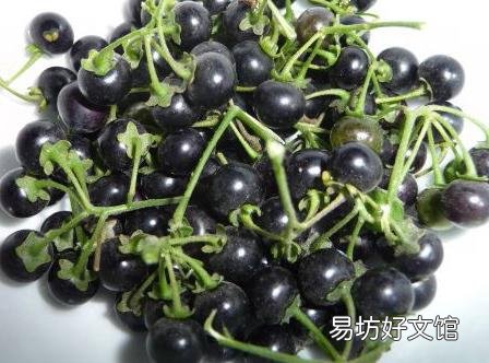 孕妇能吃龙葵吗？孕妇吃龙葵的食用禁忌