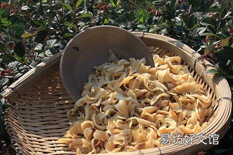如何挑选百合?吃百合的食用禁忌