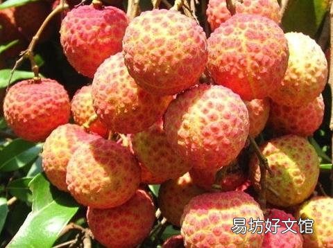 荔枝吃多了会怎么样?荔枝每天吃多少合适