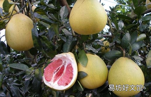 吃柚子会上火吗?吃柚子需要注意什么?