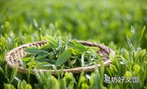喝绿茶的好处和坏处