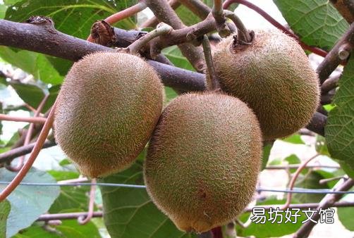 女人瘦腿吃什么好?具有瘦腿的效果的食物推荐