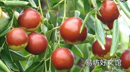 冬季美食养生 吃“四冬”