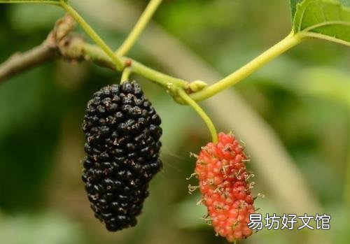 补肾的食物有哪些?女人日常必备四种养肾水果