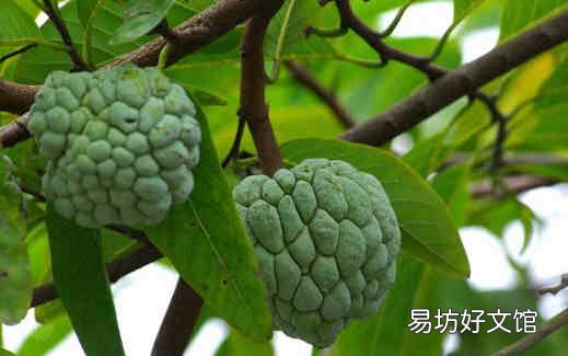 孕妇能不能吃番荔枝