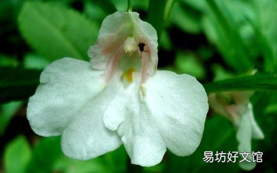 女性补血食疗方:红枣山药汤