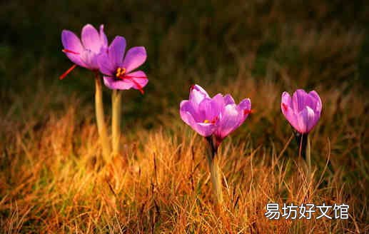 藏红花能不能天天喝