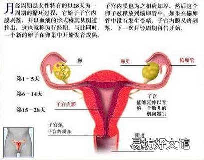 女人必须知道的经期秘密 让你受益无穷