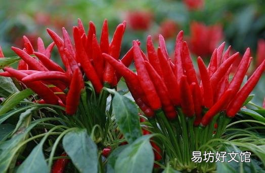 吃辣椒好？女人吃辣椒的六大好处