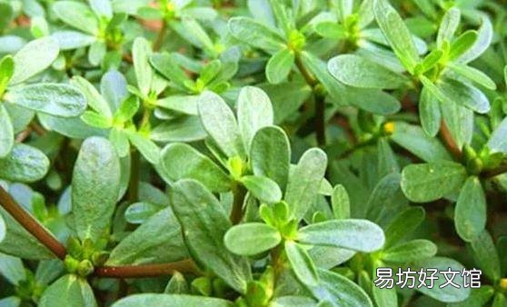 痔疮对健康损害较大 推荐13款巧治痔疮小偏方