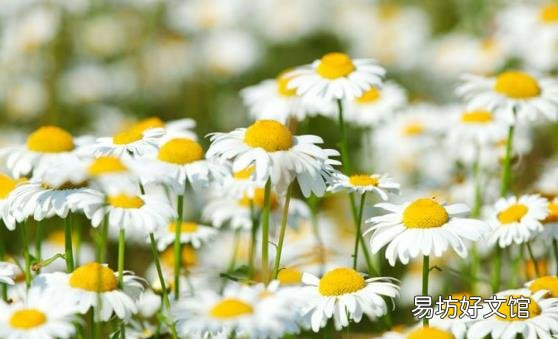 脸上痘痘多影响个人颜值 14个偏方轻松甩掉痘痘