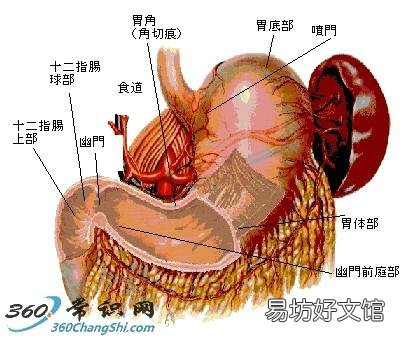 胃疼怎么办?治胃病的偏方