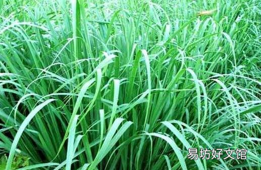 治疗疝气的偏方 帮你赶走疝气困扰