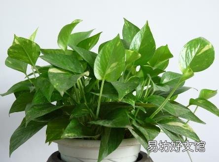 花草减压:取悦你的感官世界、取悦生活很简单