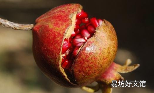 石榴全身是宝:石榴叶可明目
