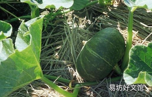 南瓜的营养价值 糖尿病人吃南瓜时你要注意这些