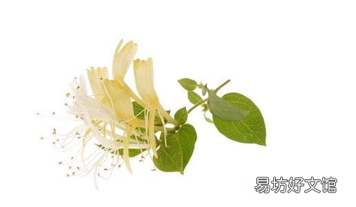 用金银花泡水喝有什么好处