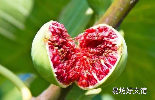 无花果的功效 坚持吃无花果有利无害