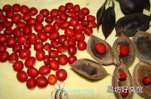红豆不只是相思其实吃更好 营养丰富好处多