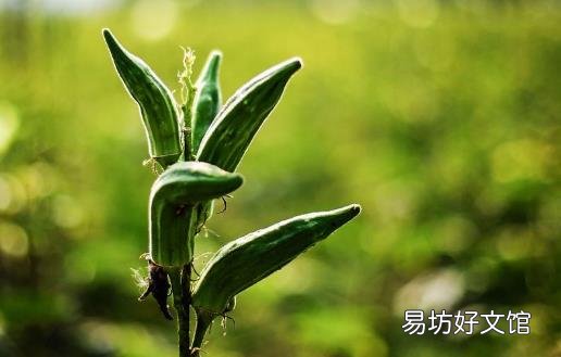 清香爽口的秋葵营养丰富 美容养颜还能补肾补钙
