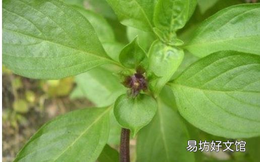 九层塔有国王药草的美誉 女性经期前的好伙伴