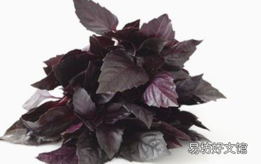 九层塔有国王药草的美誉 女性经期前的好伙伴