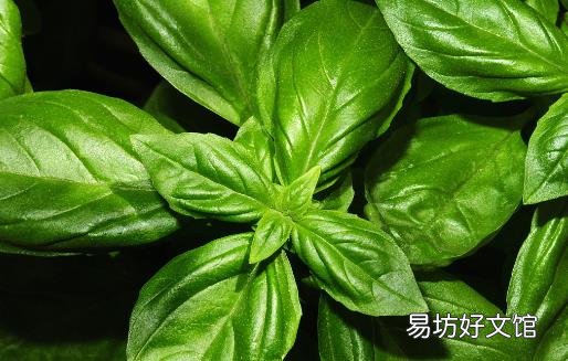 九层塔有国王药草的美誉 女性经期前的好伙伴