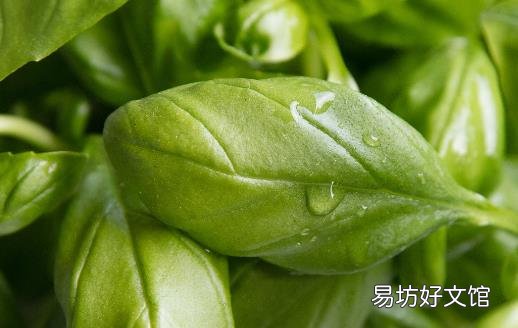 九层塔有国王药草的美誉 女性经期前的好伙伴