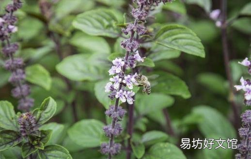 九层塔有国王药草的美誉 女性经期前的好伙伴