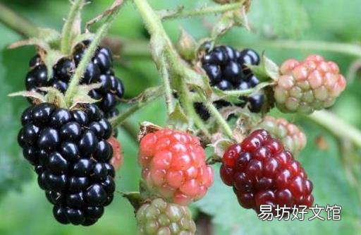 鳄梨和黑莓健康大PK 五大健康益处养生又保健