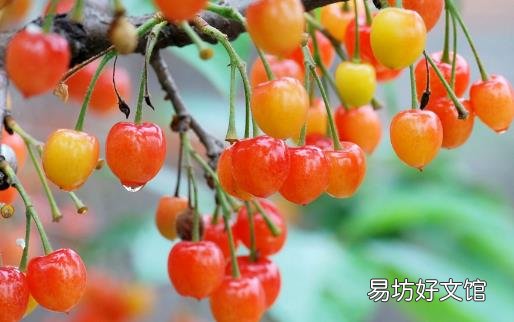 常吃樱桃身体好 促进睡眠降低痛风发作的风险