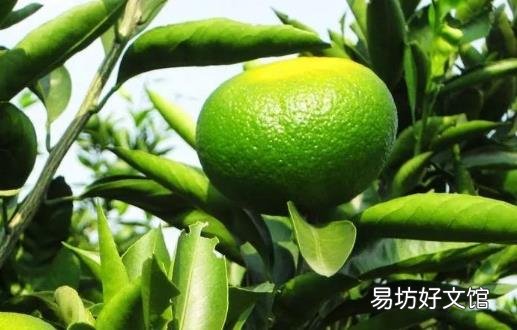 柑橘的营养及药用价值 挑选甜甜柑橘的方法
