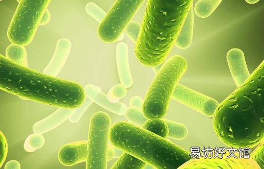 益生菌有益肠道健康 服用抗生素后服用效果棒棒