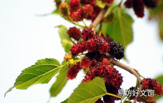 桑葚为抗氧化之王 是补血佳品还能预防心血管疾病