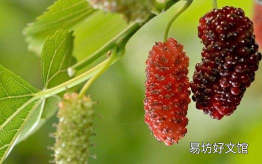 桑葚为抗氧化之王 是补血佳品还能预防心血管疾病