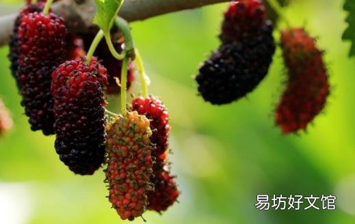 桑葚为抗氧化之王 是补血佳品还能预防心血管疾病